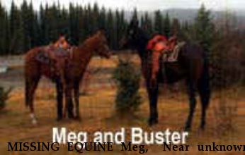 MISSING EQUINE Meg,+ Near unknown, WY, 00000